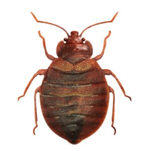 pest control solution